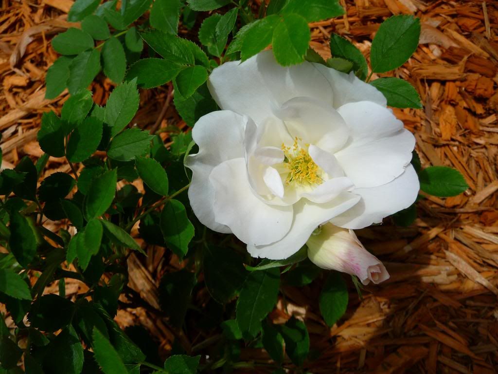 Morden Snowbeauty photo Snowbeauty_2013_zps65cd2ff5.jpg